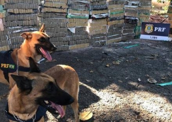 PRF apreende 2,5 toneladas de maconha em caminhão no RJ – Notícias