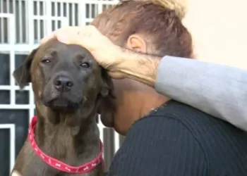 Polícia busca suspeitos de tentar envenenar cães em abrigo na Zona Norte do Rio