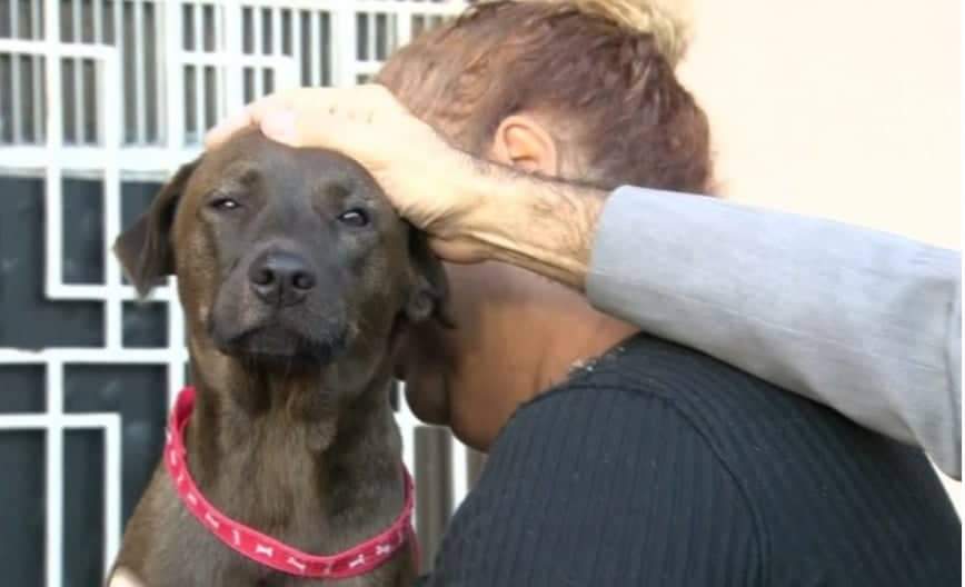 Polícia busca suspeitos de tentar envenenar cães em abrigo na Zona Norte do Rio