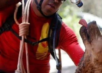 Cadela que participou das buscas em Brumadinho (MG) morre em Goiás