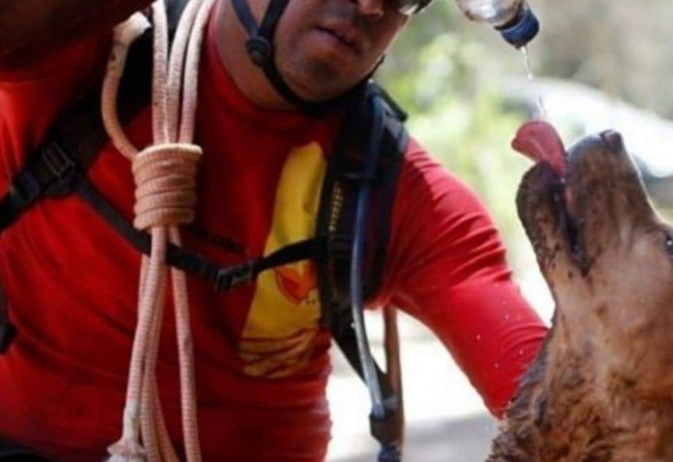 Cadela que participou das buscas em Brumadinho (MG) morre em Goiás