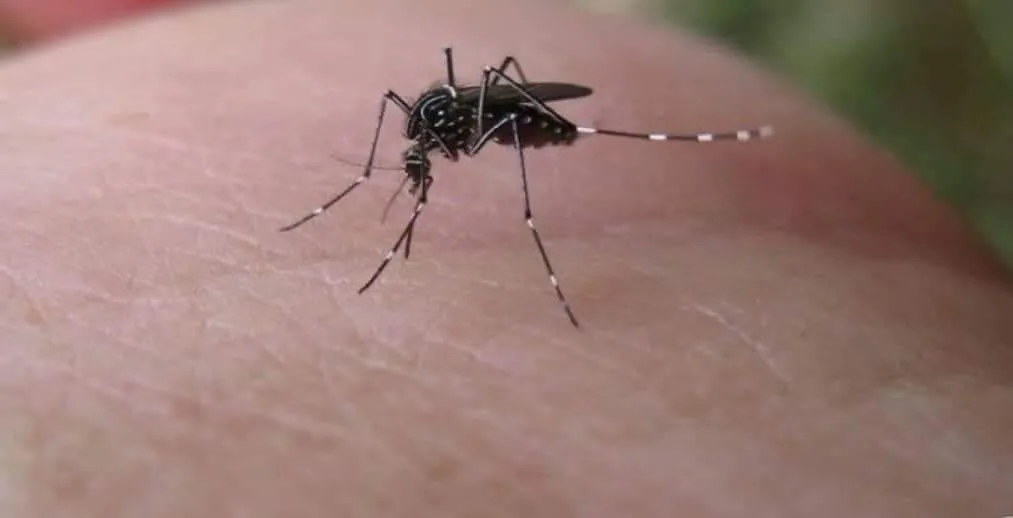 DORES DA CHIKUNGYNHA PODEM DURAS 5 ANOS E CAUSAR DEFORMIDADES