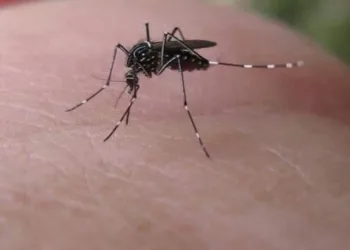 DORES DA CHIKUNGYNHA PODEM DURAS 5 ANOS E CAUSAR DEFORMIDADES
