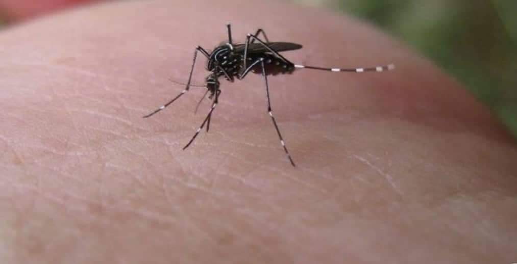 DORES DA CHIKUNGYNHA PODEM DURAS 5 ANOS E CAUSAR DEFORMIDADES