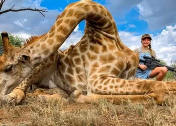 Girafas entram para a lista de espécies ameaçadas de extinção