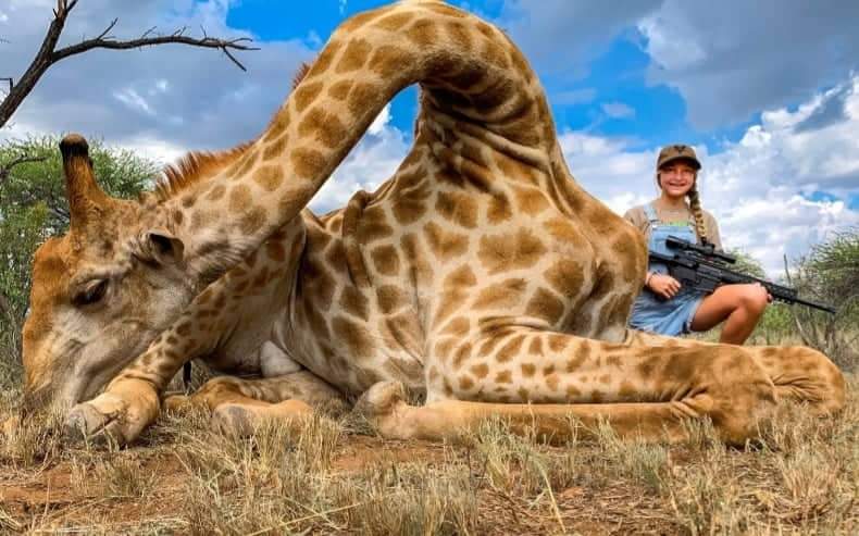 Girafas entram para a lista de espécies ameaçadas de extinção