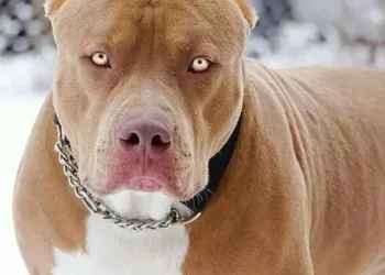 MENINO VAI ATRÁS DE PIPA E CAI EM QUINTAL COM CÃES DA RAÇA PITBULL. NO RJ