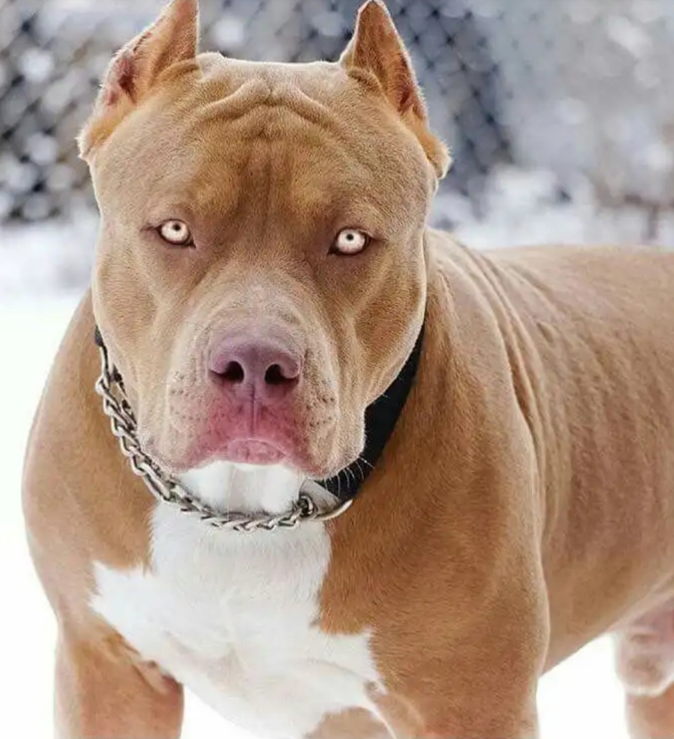 MENINO VAI ATRÁS DE PIPA E CAI EM QUINTAL COM CÃES DA RAÇA PITBULL. NO RJ