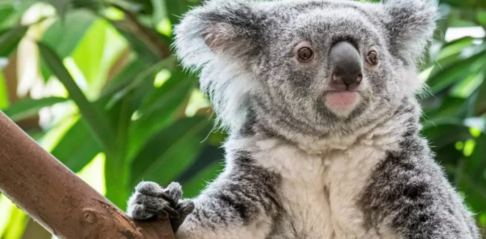 Más notícias: O Coala é declarado funcionalmente extinto