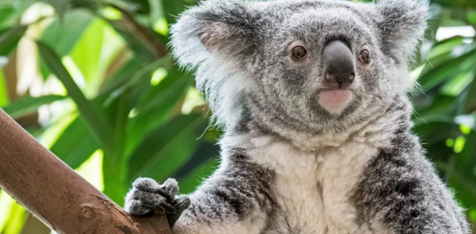 Más notícias: O Coala é declarado funcionalmente extinto