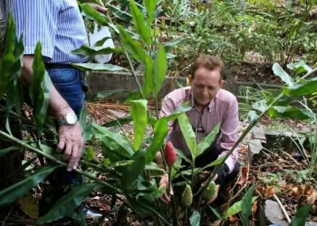 Hidrogel de gengibre criado por pesquisador brasileiro evita amputação em diabéticos