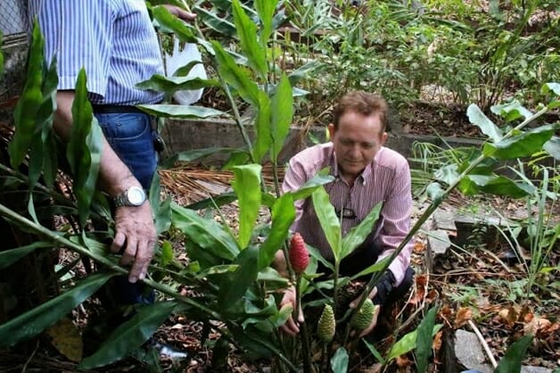 Hidrogel de gengibre criado por pesquisador brasileiro evita amputação em diabéticos