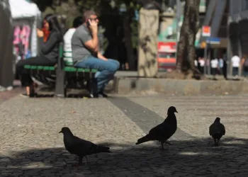 RIO ENTRA EM ALERTA CONTRA A “DOENÇA DO POMBO”