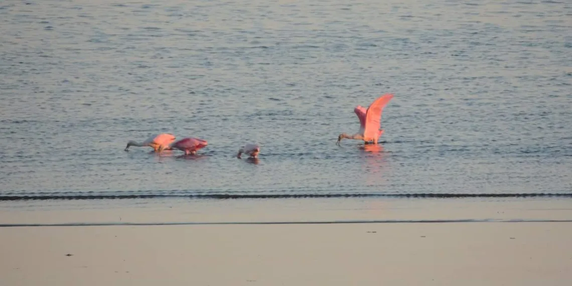NATUREZA VIVA NA ZONA OESTE!! CONHECE GUARÁ ROSA?? NÃO?? (FOTOS)