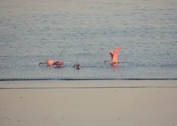 NATUREZA VIVA NA ZONA OESTE!! CONHECE GUARÁ ROSA?? NÃO?? (FOTOS)