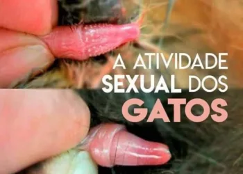 ⚠️SE LIGA AI NO PORQUÊ DA GRITARIA DOS GATOS NO SEU TELHADO 🐈🐱