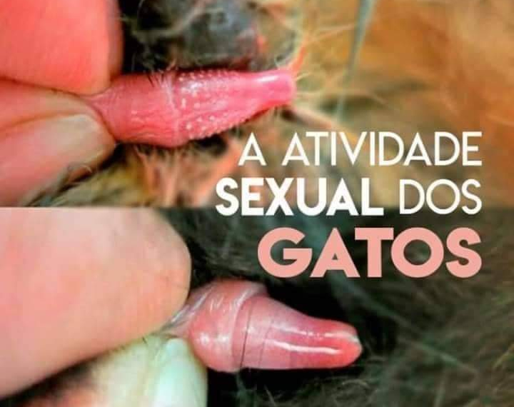 ⚠️SE LIGA AI NO PORQUÊ DA GRITARIA DOS GATOS NO SEU TELHADO 🐈🐱