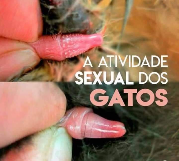 ⚠️SE LIGA AI NO PORQUÊ DA GRITARIA DOS GATOS NO SEU TELHADO 🐈🐱