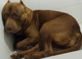 PIT BULL É RESGATO DE RINHA NA ZONA OESTE