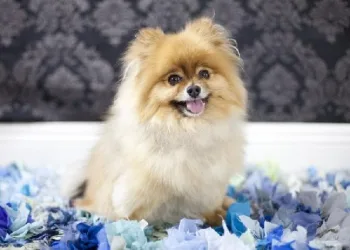 Lei pode permitir levar animais no transporte público