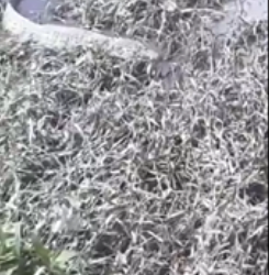 Jacaré é alimentado com carne humana em Comunidade na Zona Oeste