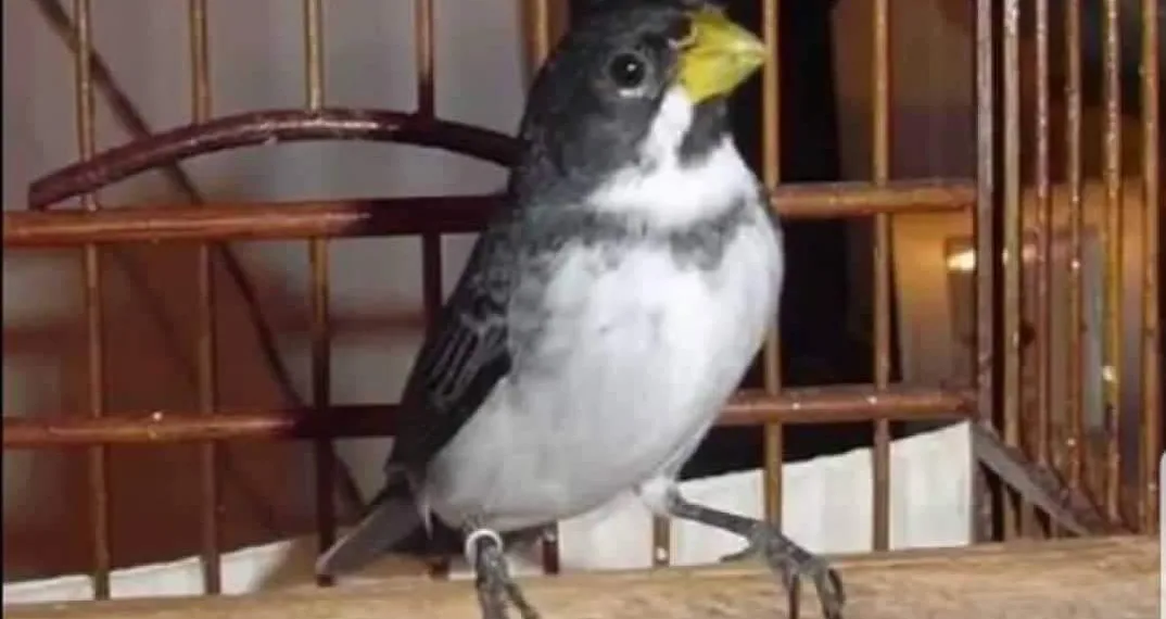 A SOLIDÃO DOS PÁSSAROS APRISIONADOS PELA IGNORÂNCIA HUMANA