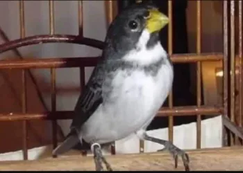 A SOLIDÃO DOS PÁSSAROS APRISIONADOS PELA IGNORÂNCIA HUMANA
