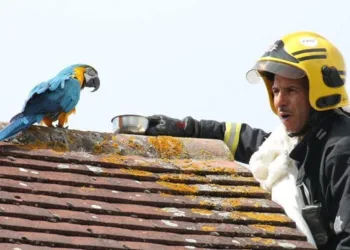 Bombeiro tenta resgatar arara presa e ave manda ele “se foder”