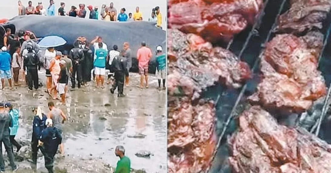 MORADORES FAZEM CHURRASCO COM CARNE DE BALEIA QUE ENCALHOU EM PRAIA
