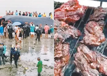 MORADORES FAZEM CHURRASCO COM CARNE DE BALEIA QUE ENCALHOU EM PRAIA