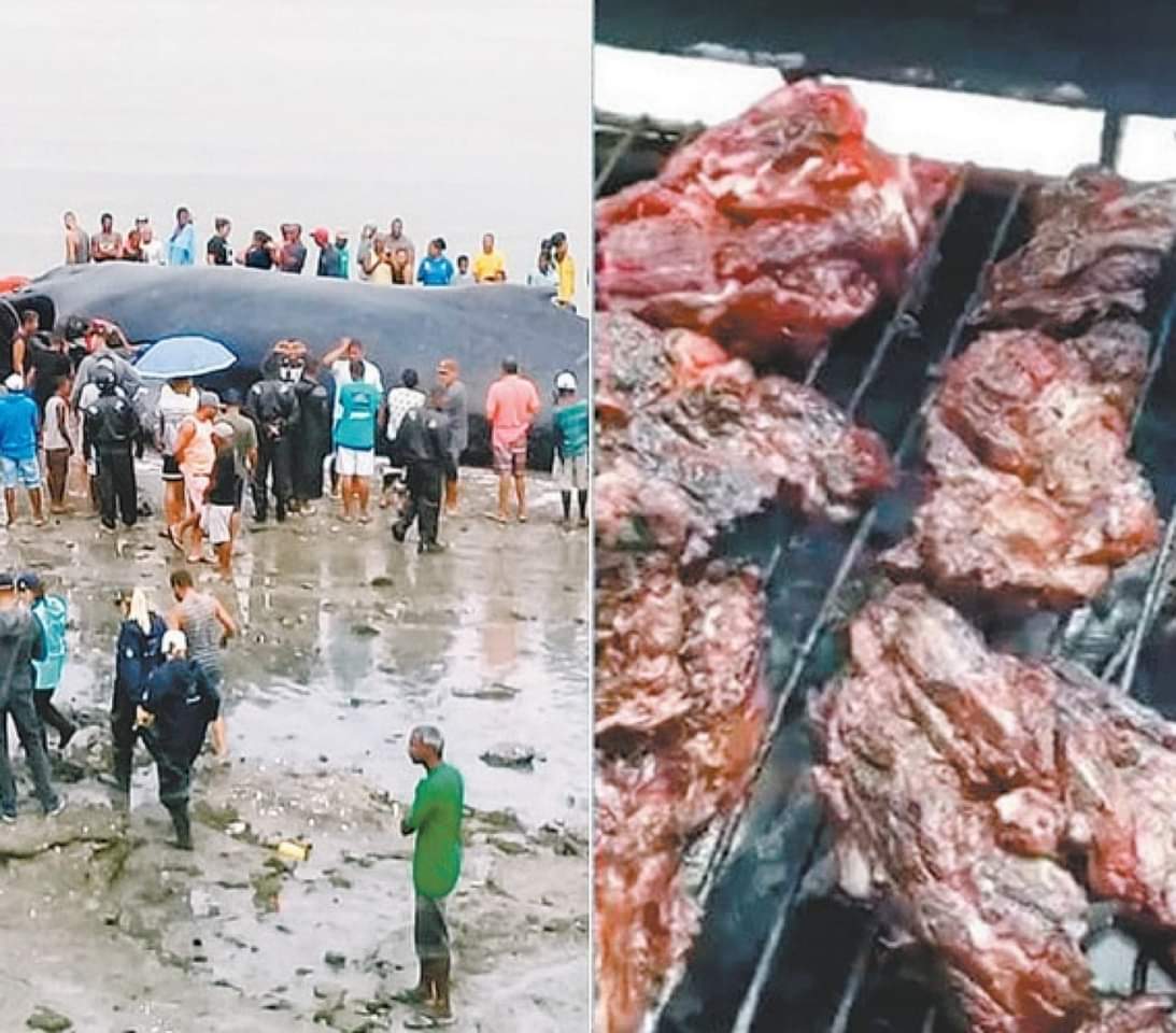 MORADORES FAZEM CHURRASCO COM CARNE DE BALEIA QUE ENCALHOU EM PRAIA