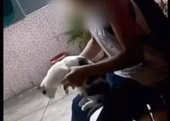 Estudante chuta gato dentro de escola no RJ menina é suspensa e recebe ameaças
