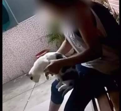 Estudante chuta gato dentro de escola no RJ menina é suspensa e recebe ameaças
