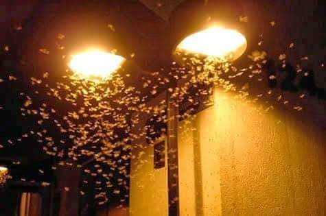 REVOADA DE CUPINS ANUNCIA FIM DO INVERNO E A CHEGADA DA PRIMAVERA