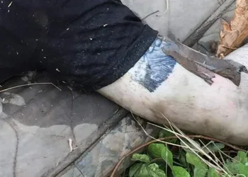CORPO É ENCONTRADO NA AVENIDA BRASIL( FOTOS)