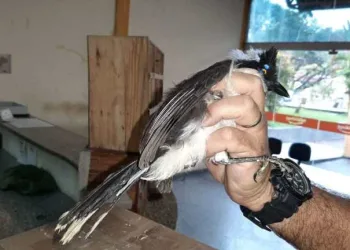_PRF apreende 300 aves silvestres na RJ