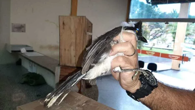 _PRF apreende 300 aves silvestres na RJ