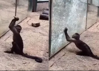 Macaco afia pedra e quebra vidro de contenção do zoológico