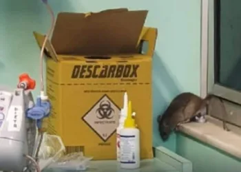 Mickey’ é encontrado dentro de CTI em hospital do Rio