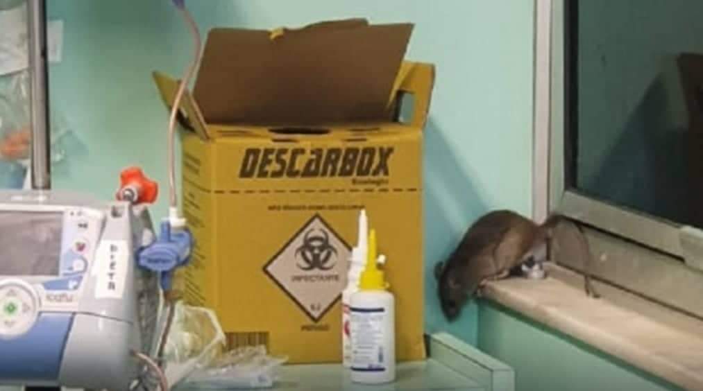 Mickey’ é encontrado dentro de CTI em hospital do Rio