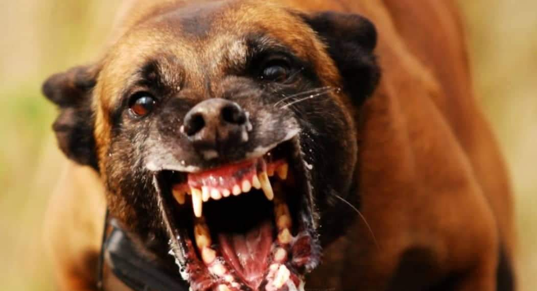 Acusado de estupro, homem é pego por gangue e castrado por pitbull( video forte)