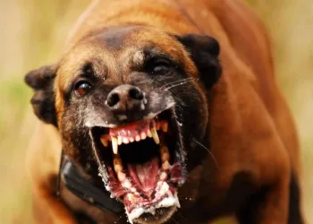 Acusado de estupro, homem é pego por gangue e castrado por pitbull( video forte)