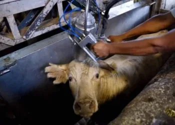 No matadouro: “Passei mais de um ano matando animais que eu jamais comeria”