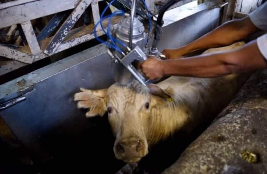 No matadouro: “Passei mais de um ano matando animais que eu jamais comeria”