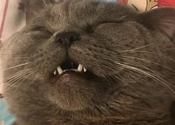 Após transar com cinco fêmeas, gato precisa  tomar insulina