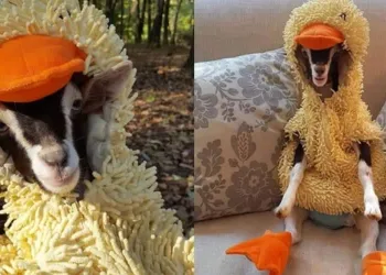 Cabra que sofre de ansiedade só fica calma com fantasia de pato