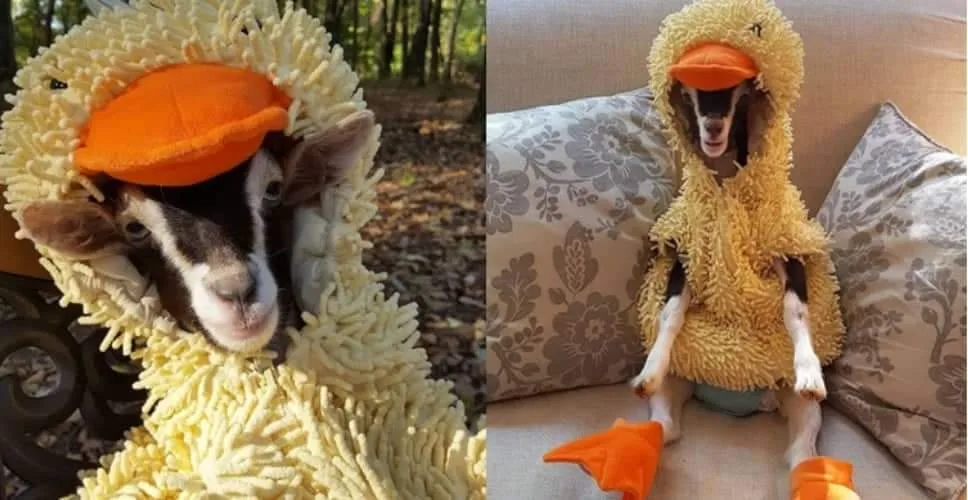 Cabra que sofre de ansiedade só fica calma com fantasia de pato