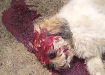 Shih-tzu é morto a tijolada após urinar em roda de carro