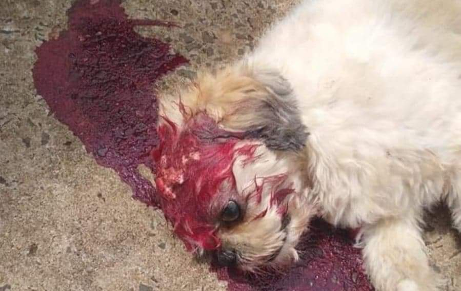 Shih-tzu é morto a tijolada após urinar em roda de carro