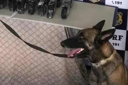 CADELA DA POLICIA MORRE APÓS BARULHO DE ROJÕES NA VITÓRIA DO FLAMENGO